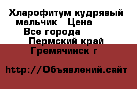 Хларофитум кудрявый мальчик › Цена ­ 30 - Все города  »    . Пермский край,Гремячинск г.